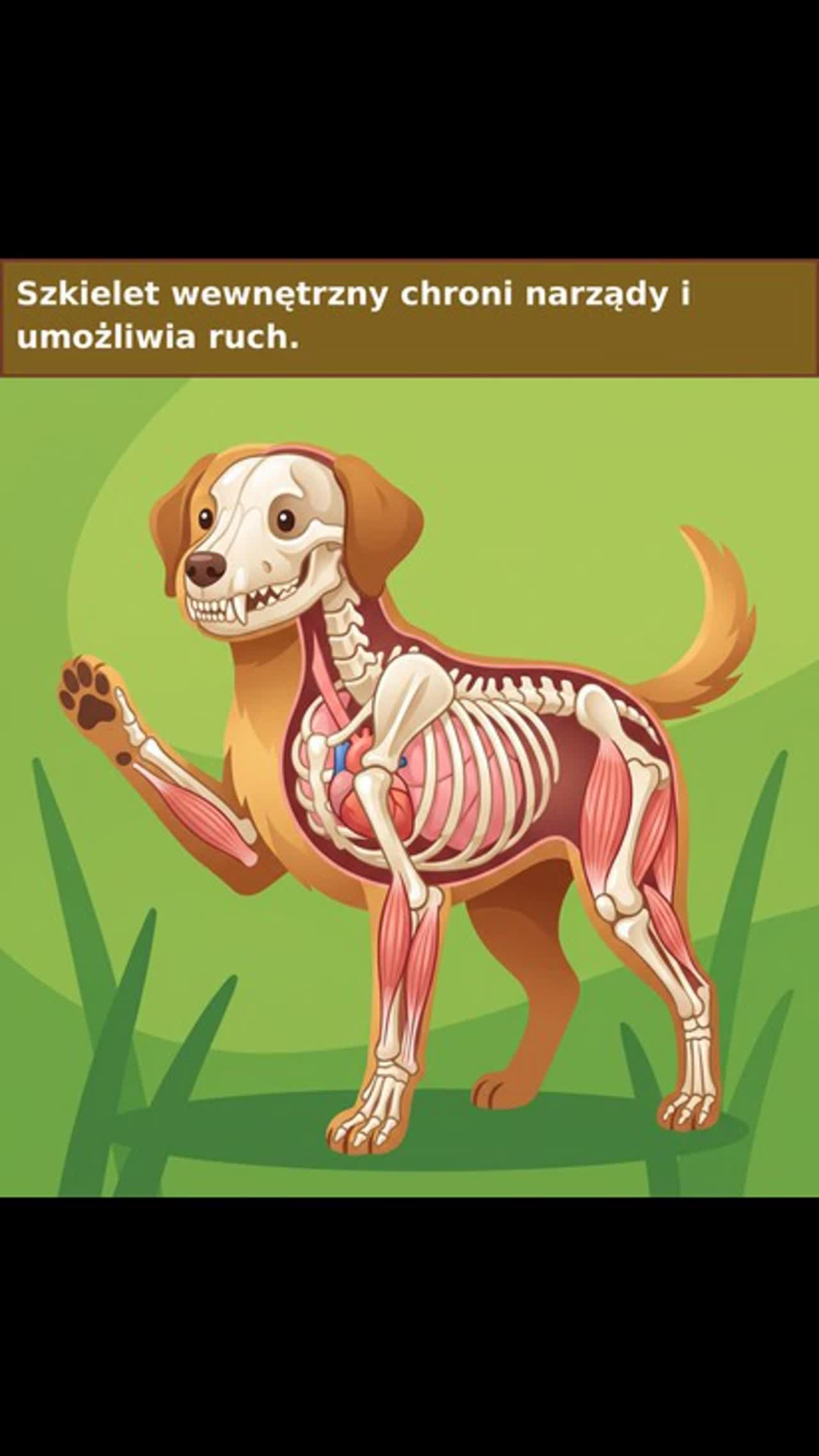 Miniatura piosenki Kręgosłup? Kto go ma?
